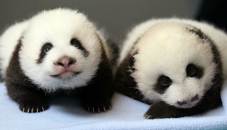 HD wallpaper: baby, baer, bears, cute, panda, pandas | Wallpaper Flare