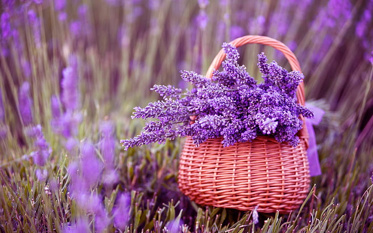Beautiful Lavender Flowers, gorgeous, beautiful flowers, purple flowers, HD wallpaper