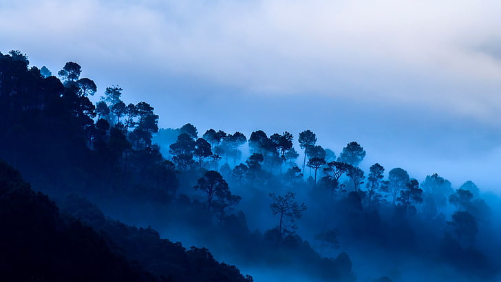 silhouette of a trees, landscape, sky, fog, beauty in nature, HD wallpaper