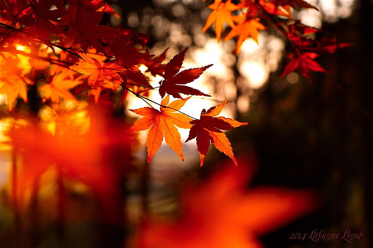 photo of maple leaf, leaves, fall, depth of field, autumn, change, HD wallpaper