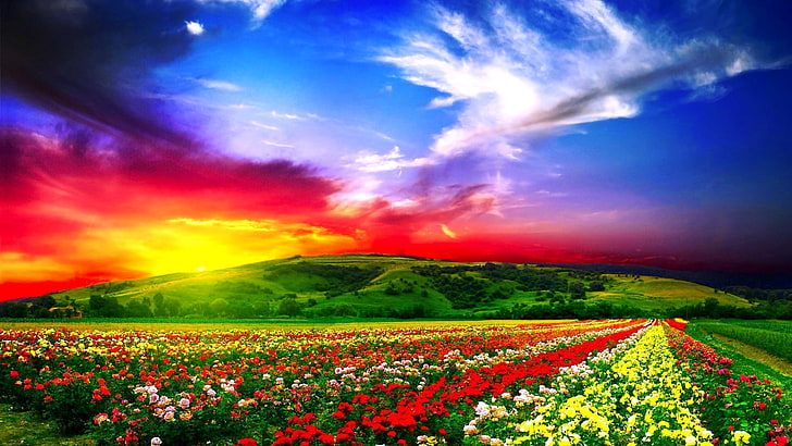 red and yellow flowers garden, field, beautiful, nature, rural Scene, HD wallpaper