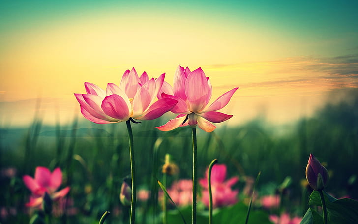 Pink lotus, flowers at sunset
