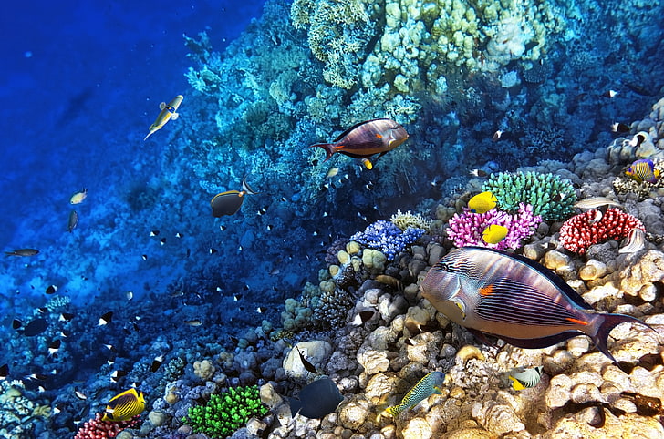 Ocean Seabed Reef Exotic Marine Fish Desktop Wallpaper Backgrounds Hd, HD wallpaper