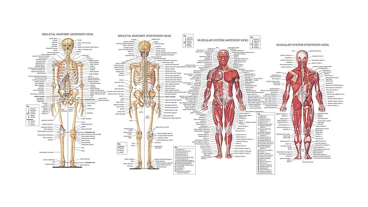 Human Anatomy HD, body, bones, muscles, HD wallpaper