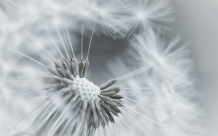 white dandelion flower, feathers, seeds, black and white, nature, HD wallpaper