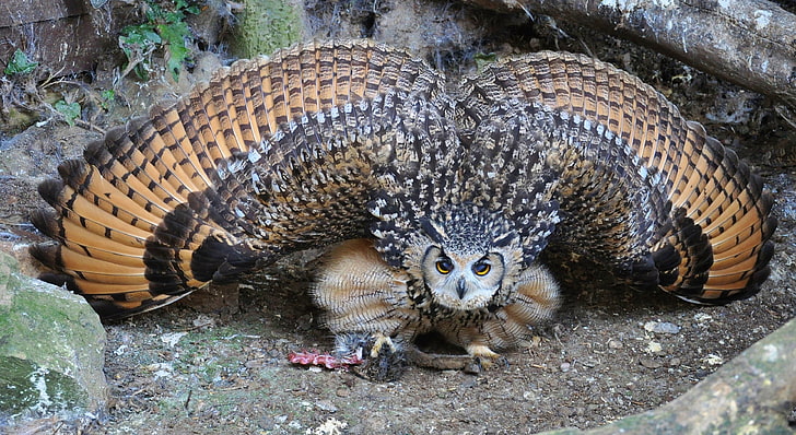brown and black owl, flapping, wings, predator, prey, animal, HD wallpaper
