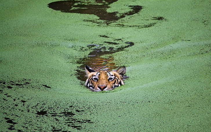 photography, tiger, swimming, HD wallpaper