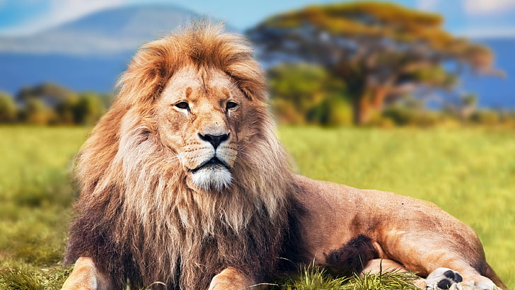 brown lion, animals, lion - Feline, wildlife, carnivore, safari Animals