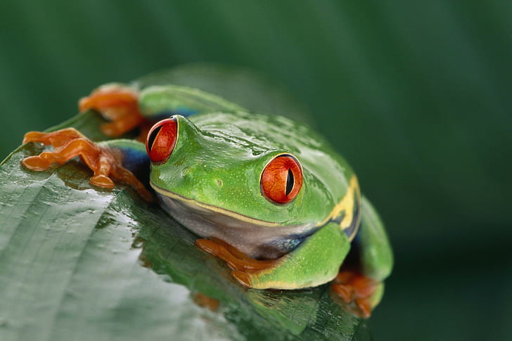 animals, wildlife, nature, frog, amphibian, Red-Eyed Tree Frogs, HD wallpaper