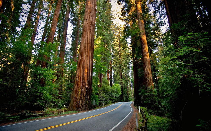 green leaf tree, road, sequoias, redwood, nature, landscape, forest