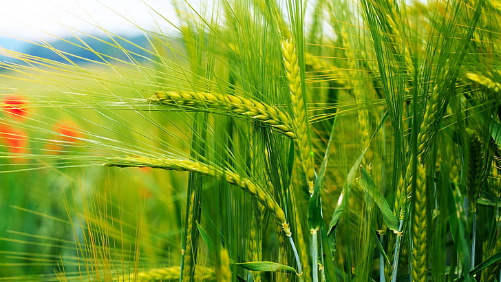 hd  widescreen nature 1920x1080, plant, agriculture, growth