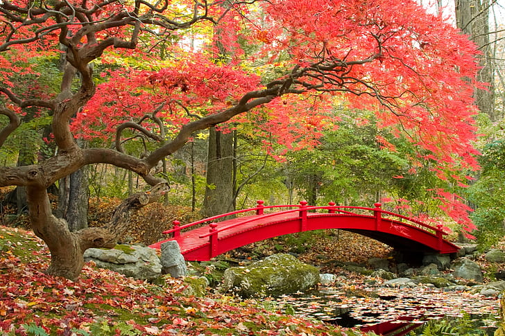 Maple trees, Autumn, 4K, Japanese Garden, HD wallpaper