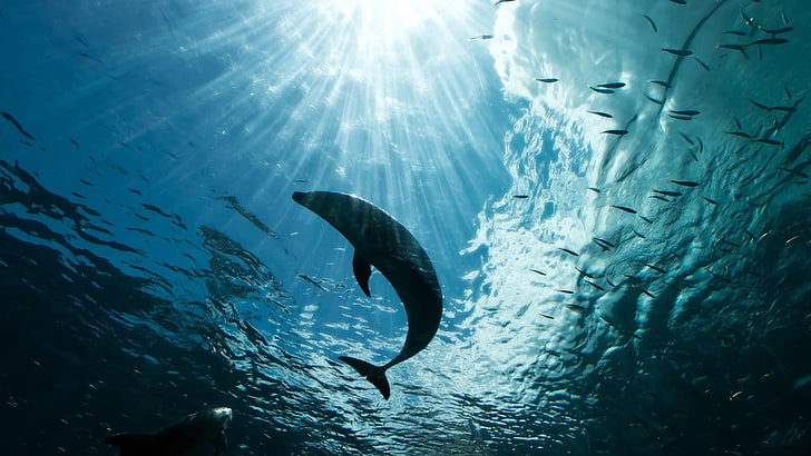 water, underwater, marine, sunray, sea, rays, ocean, dolphin, HD wallpaper