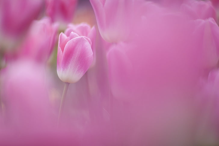 flowers, tulips, pink flowers, flowering plant, beauty in nature, HD wallpaper