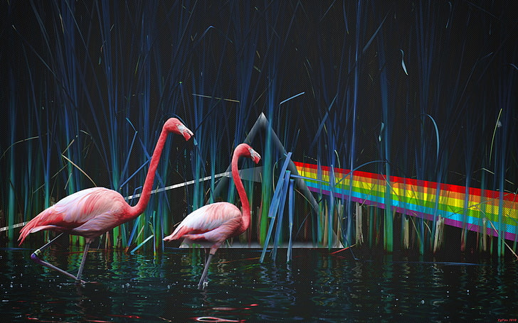 two pink flamingos, Pond, Pink Floyd, Dark Side Of The Moon, Dispersion of light, HD wallpaper