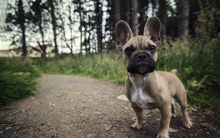 adult french bulldog, French Bulldog in focus photography, puppies, HD wallpaper