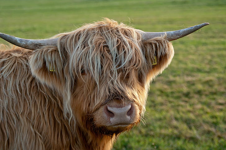 close up photo of brown yak, Coo, Ardnamurchan, Scotland, highland cow, HD wallpaper