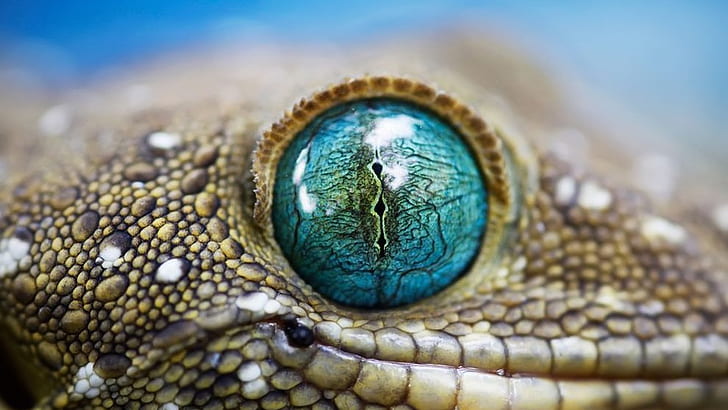animals, gecko, eyes, lizards, HD wallpaper