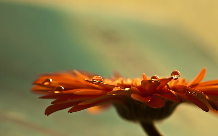 orange gerbera daisy flower, macro, nature, plant, close-up, petal, HD wallpaper