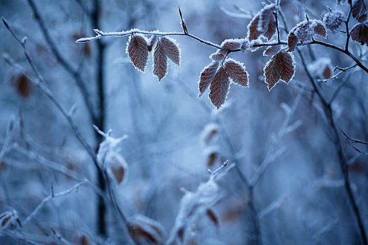 winter, seasons, ice, HD wallpaper