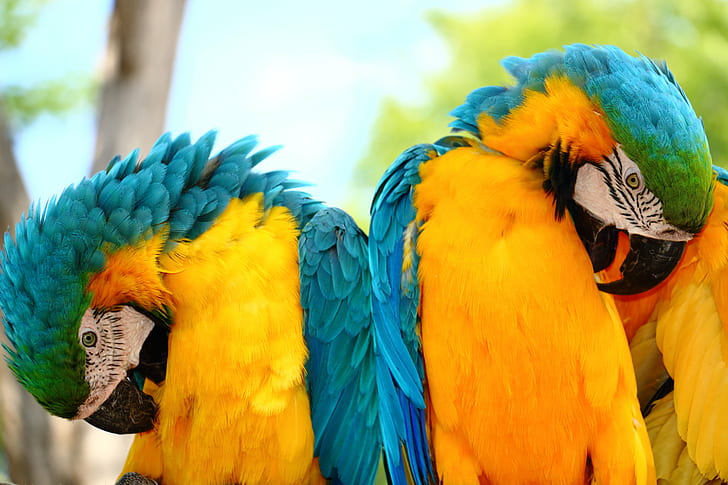 yellow,blue,green birds, Double Vision, Parrot, Parrots, World, HD wallpaper