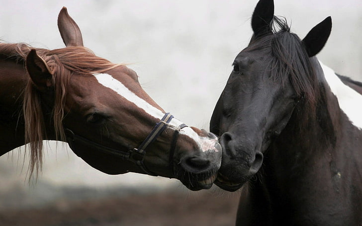 brown and black horses, love, animals, livestock, domestic, domestic animals