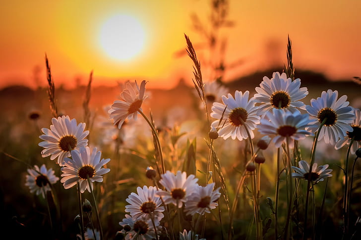 Daisy sunset, white daisy flower, HD wallpaper