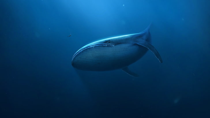 gray sperm whale, digital art, underwater, blue, divers, sea, HD wallpaper