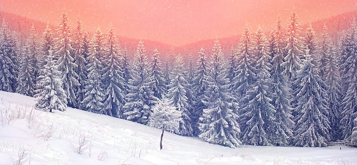 white and blue floral textile, landscape, snow, trees, cold temperature, HD wallpaper