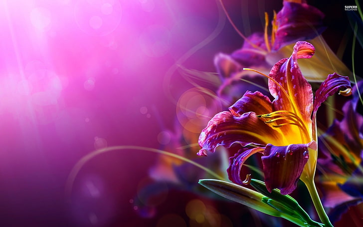 purple and yellow lily flower in selective focus photography, HD wallpaper