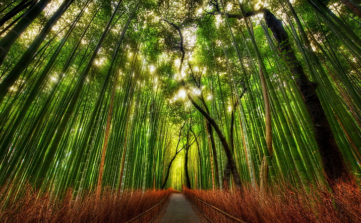 Bamboo Forest, green trees, Nature, Forests, Traveler, Japan, HD wallpaper