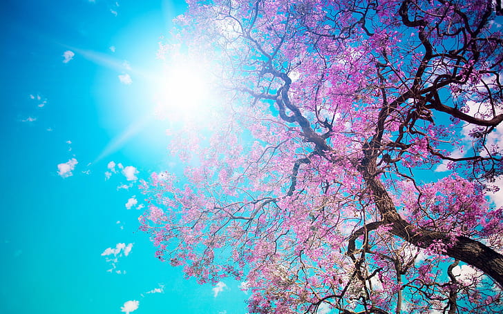 cherry blossom, sky, trees, purple, plants, HD wallpaper