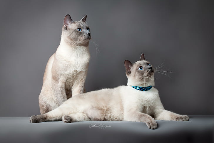thai cat, cats, couple, beautiful, thoroughbred, HD wallpaper