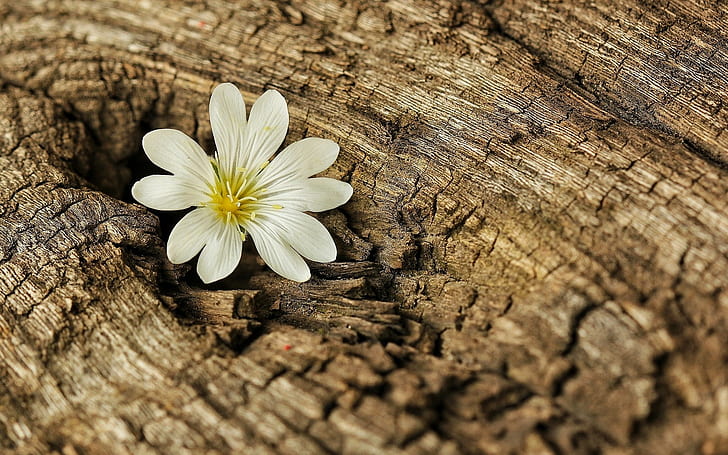 Flower on the tree, bark, wood, background, widescreen, fullscreen