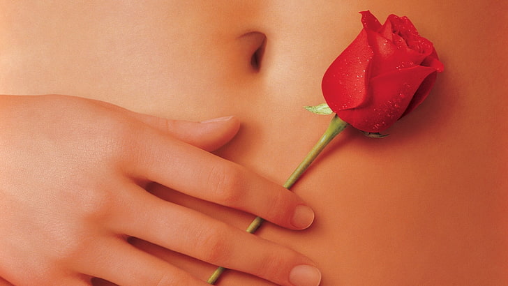 red rose flower, American Beauty, movies, hands, flowers, navels