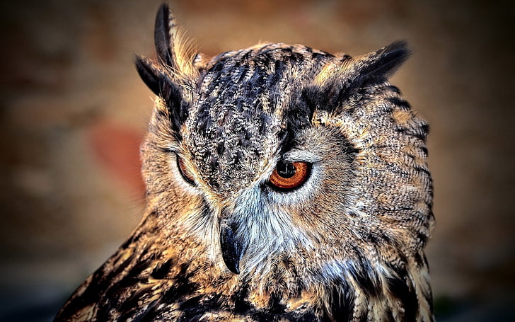brown and black owl, predator, look, bird, wildlife, animal, feather, HD wallpaper