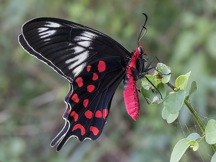 black and red butterfly on top of green-leafed plant, crimson rose, crimson rose