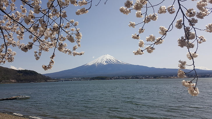 white and brown floral decor, Japan, nature, Mount Fuji, lake, HD wallpaper