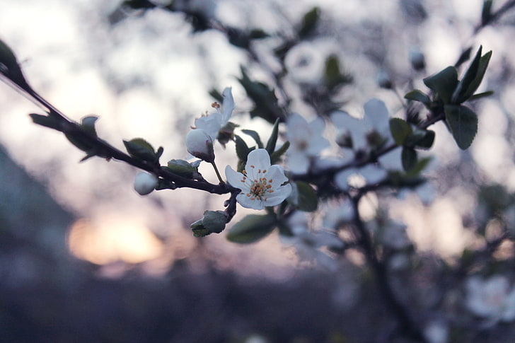 blossom, plant, flowering plant, freshness, growth, beauty in nature, HD wallpaper