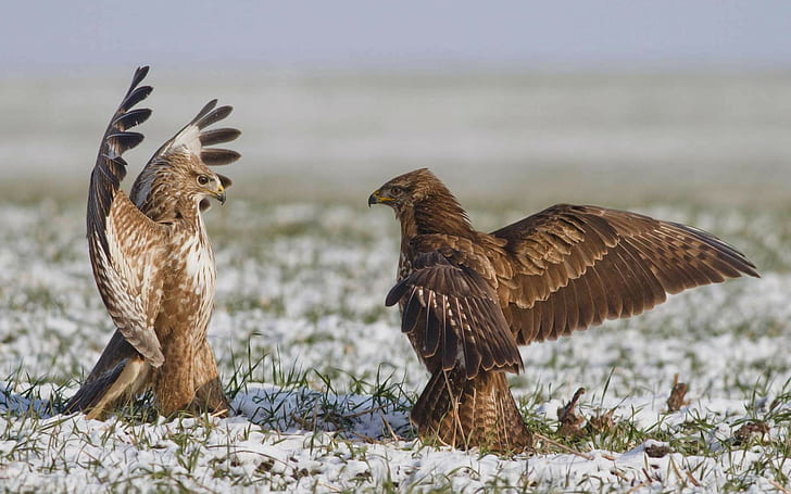 eagle, birds, snow, grass
