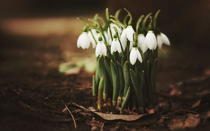 snowdrops, flowers, grass, leaves