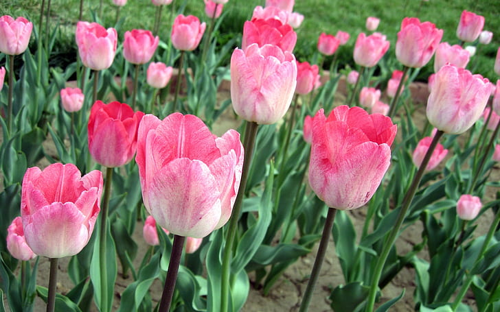 Pink tulips, flowers field