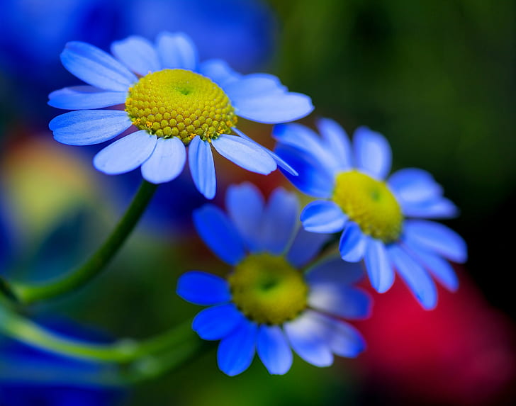 blue daisies macro photography, redevelopment, K20D, PENTAX, SilkyPix, HD wallpaper