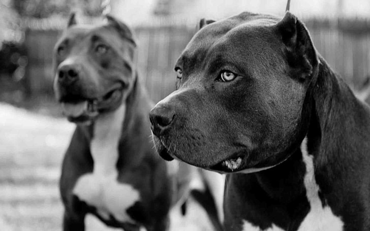 pit bull dog, mammal, canine, domestic, domestic animals, pets