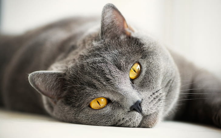 British gray cat, yellow eyes