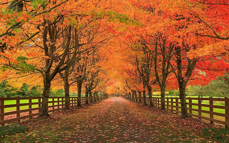 nature, landscape, fall, leaves, road, fence, trees, grass, HD wallpaper