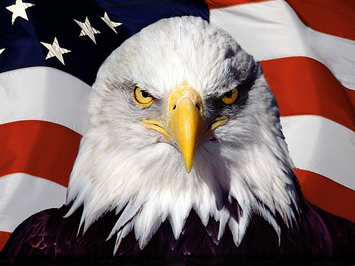 American Patriot, HD wallpaper
