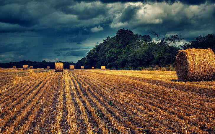 Field, hay, landscape, brown hay field, HD wallpaper