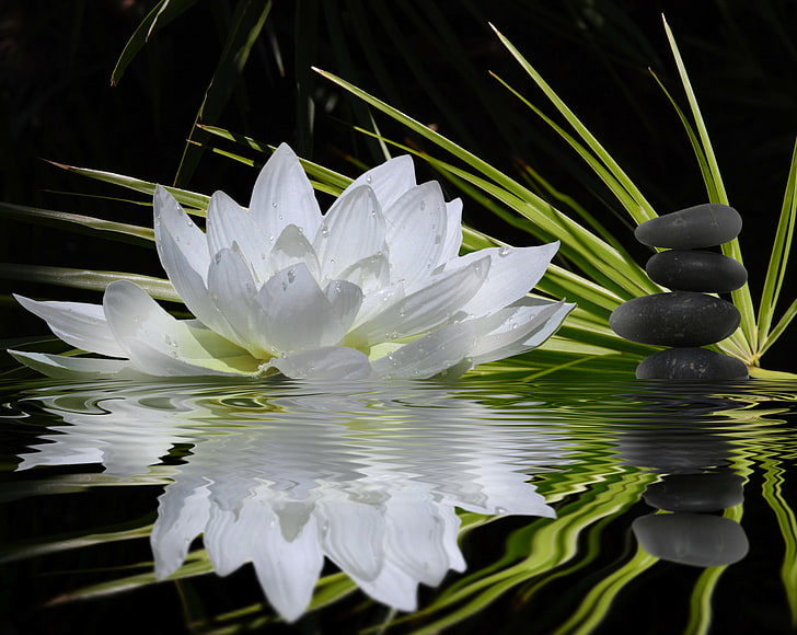 white, flower, water, reflection, stones, stems, Lotus, green