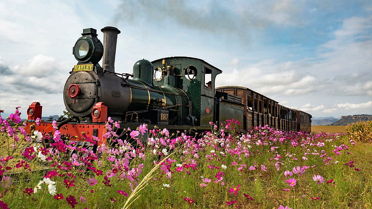 train, flower, locomotive, steam locomotive, spring, meadow, HD wallpaper
